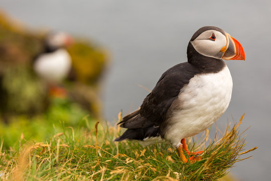 Papageitaucher (Fratercula arctica) auf Island