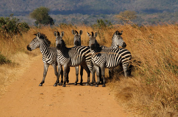 Fototapeta na wymiar Wild Zebras in Africa