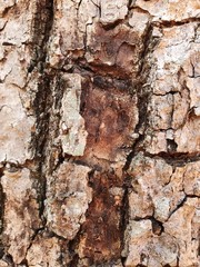 bark of a tree