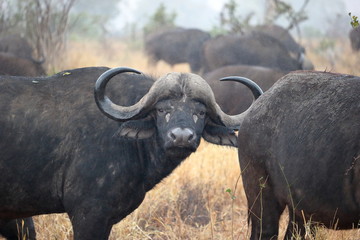 Bufalo Kruger NP