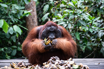 Male Borneo Orangutan (Pongo pygmaeus) Tanjung Puting National Park Indonesia