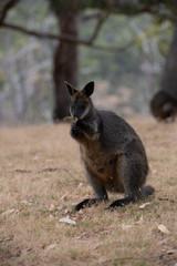 Naklejka na ściany i meble Swamp Wallaby Wallabia bicolor Australia