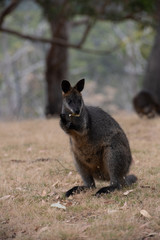 Naklejka na ściany i meble Swamp Wallaby Wallabia bicolor Australia