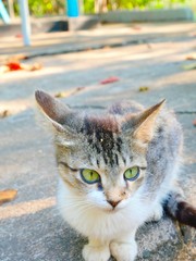 Playful green eye white and grey cat