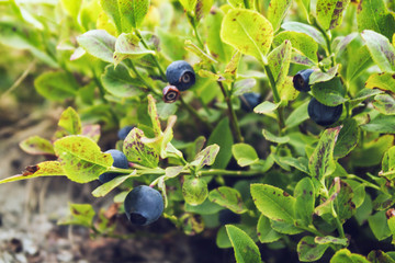 wild blueberries on a branch