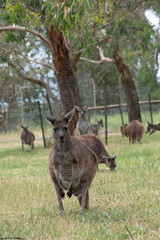 Grey Kangaroo Macropus giganteus Australia © Francesco