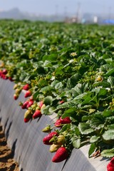 Strawberry fruit grows in plantation farm in Arroyo Grande, CA, USA