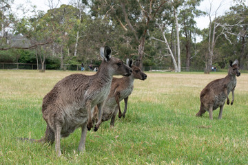 Naklejka na ściany i meble Grey Kangaroo Macropus giganteus Australia