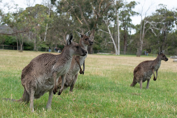 Grey Kangaroo Macropus giganteus Australia © Francesco