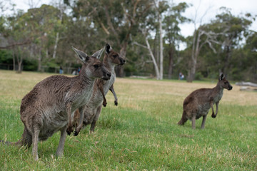 Grey Kangaroo Macropus giganteus Australia © Francesco