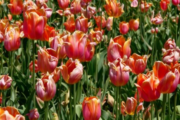 closeup shot of blooming tulips in a field, Woodburn, Oregon