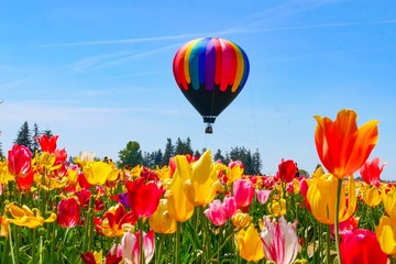 Hot air ballon above tulips field in  bloom in Woodburn, Oregon