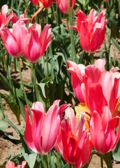 Tulips fields at the Wooden Shoe Tulip Festival in Woodburn, Oregon