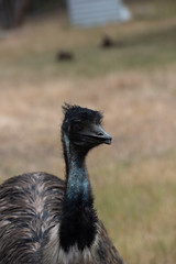 Emu Dromaius novaehollandiae, Australian giant bird