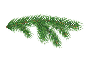 Realistic branch of christmas tree isolated on white background. Merry Christmas and Happy New Year decoration. Green fir tree branch vector illustration. Fresh conifer plant detailed element.