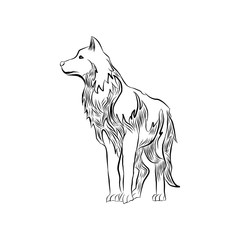 hand drawn wolf