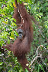 Borneo Orangutan Pongo pygmaeus Tanjung Puting Indonesia