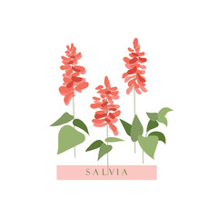 Salvia.Red flowers for a flower bed. Bright plants in the garden flower beds. Botanical illustration