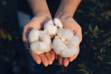In the hands of the cotton grower harvested cotton