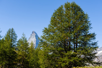 Fototapeta na wymiar Different view of the mountain Matterhorn, Zermatt, Valais in the Swiss Alps, blue sky, no clouds in early autumn, tree in foreground