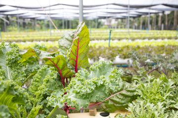 Organic hydroponic fresh vegetable farm.