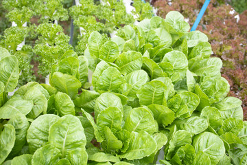 Organic hydroponic fresh vegetable farm.