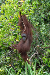 Borneo Orangutan Pongo pygmaeus Tanjung Puting Indonesia