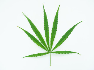 Medical marijuana isolate on white background.Green leaves of cannabis.Green leaf tree.Natural plant pharmaceutical production for alternative medicine concept.