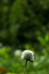 ホワイトグローブアマランス