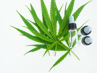 Medical marijuana and oil bottle isolate on white background. Green leaves of cannabis.Green leaf tree.Natural plant pharmaceutical production for alternative medicine concept.