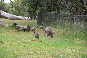 Grey kangaroo macropus giganteus © Francesco