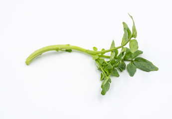 Watercress isolated in white background