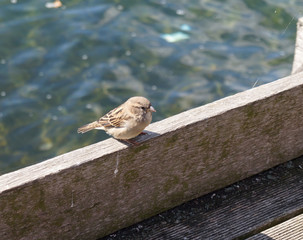 Ein Spatz sitzt auf einem Holzbrett