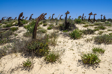The scenic Anchors Cemetery laying among the dunes of Barril beach near Tavira, Algarve, Portugal