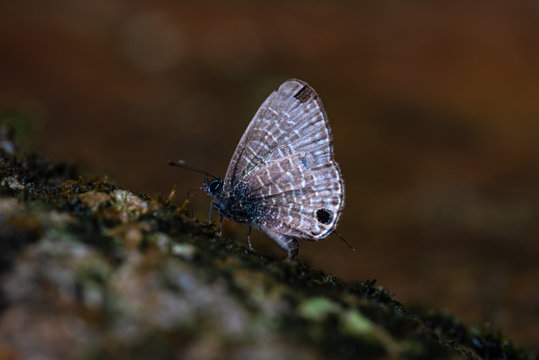 Common Line Blue Prosotas nora