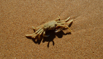 Crab on the sand