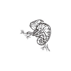 Sketch of chameleon