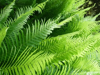 leaf of fern