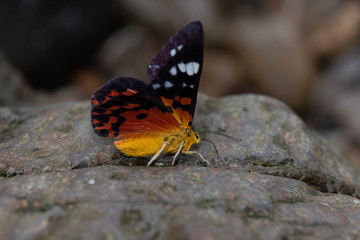 Obraz premium Emerald Moths (Subfamily Geometrinae) Dysphania sp.