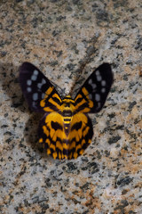 Fototapeta na wymiar Emerald Moths (Subfamily Geometrinae) Dysphania sp.