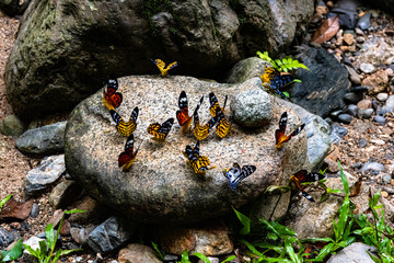 Emerald Moths (Subfamily Geometrinae) Dysphania sp.