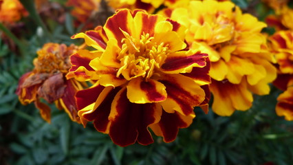 orange flowers in the garden