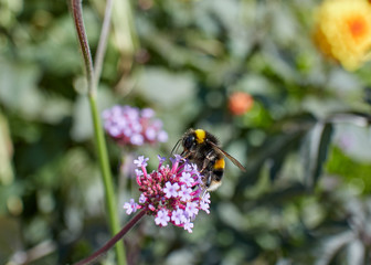 Bumble Bee feeding at a purple Verbena bonariensis flower on a sunny day.
