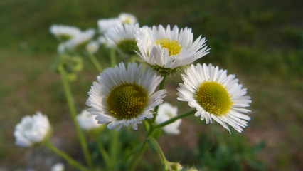 Obraz premium daisy in the grass