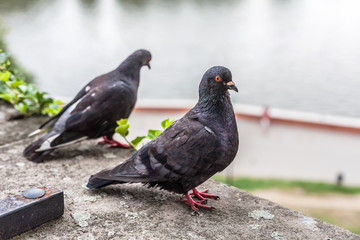 A pair of grey pigeons sitting on a stone wall in the city, scene near a river. Two representants of the animal columbidae family, urban area. Closeup, macro sharp detailed hdr wildlife shot