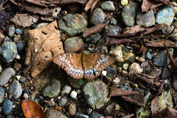 Malay Viscount Butterfly (Tanaecia pelea)