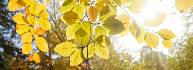 Fototapeta na wymiar in der Sonne leuchtende Herbstblätter 