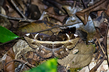 Erebus ephesperis Moth