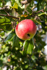 Apple on a branch. Autumn Harvest Season