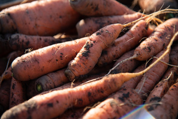 Harvesting carrots. bunches of carrots with tops. gardening garden